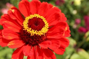 What Are the Best Annuals to Plant in Colorado Mountains